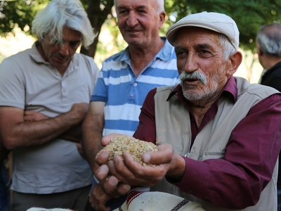 150 yıllık ata tohumları halka dağıtıldı