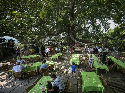 Altı asırlık çınar mahallenin geçim kaynağı