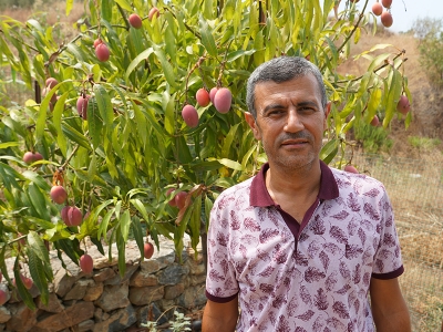 Tropikal meyve üreticilerinde hedef Avrupa pazarı