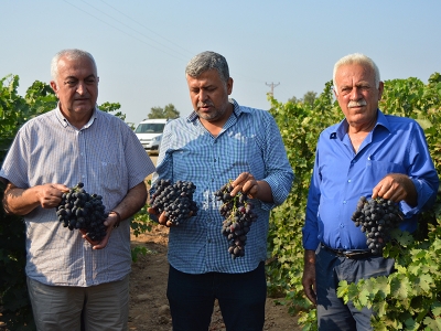 İslahiye Ovası için bağ bozumu vakti