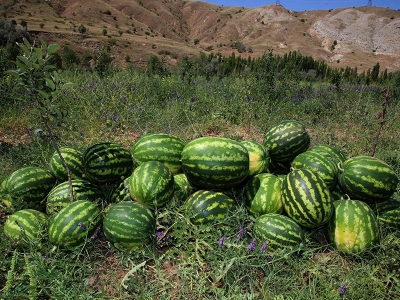 Sivas’ta ilk karpuz heyecanı