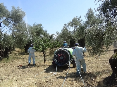 Zeytin sineğiyle organik mücadele