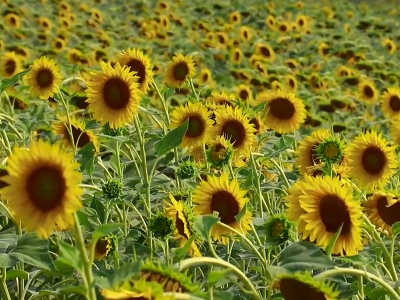 Yağmur Çukurova’ya bereket kattı