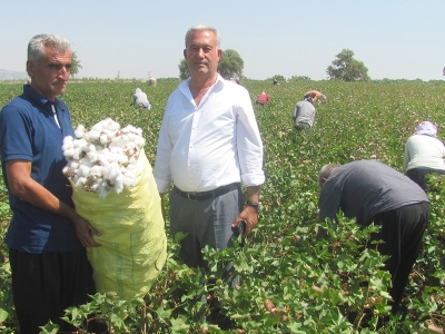 Araban Ovası’nda pamuk hasadına başlandı
