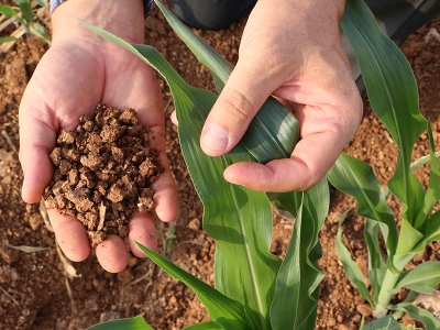 GAP'ın başkenti Şanlıurfa'da mısır atağı