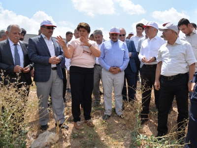 Yeni nohutlar tarla gününde tanıtıldı