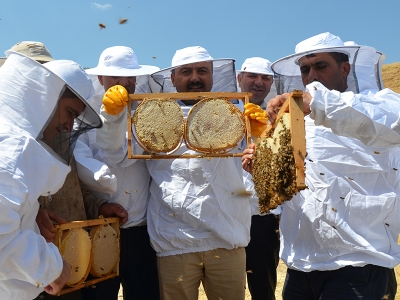 Muş’ta yılın ilk bal hasadı