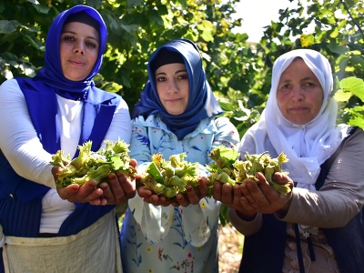 Kahramanmaraş'ın Karadenizi’nde fındık hasadı