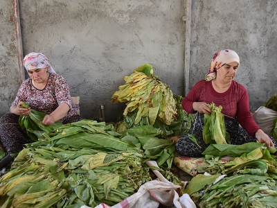 Tütün rekoltesinde hedef 7 bin ton