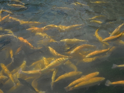 Kayseri’den 10 milyon TL’lik alabalık ihracatı