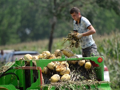 Yerli tohumdan 4 kıtaya ihracat