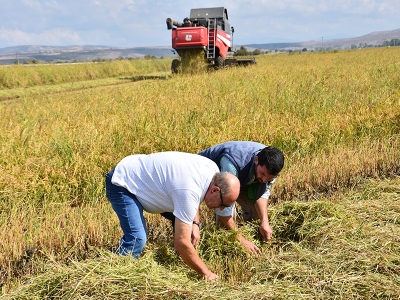 Gönen’de hasat coşkusu yaşanıyor