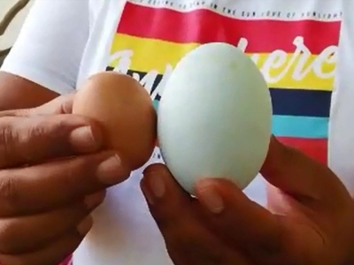 Dev yumurta görenleri şaşırtıyor