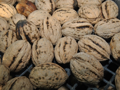 Yeni ceviz türünde hasat heyecanı