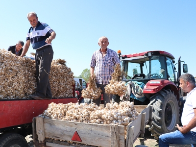 Beyaz altın üreticisini memnun etti