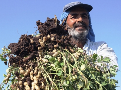 Yer fıstığı üreticisini rahatlattı