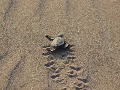 Yavruların tatlı deniz telaşı