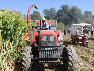 Verimi yüksek silajlık mısırlar tanıtıldı