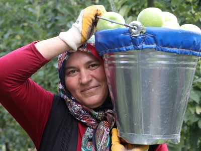 Isparta’da elma hasadı başladı