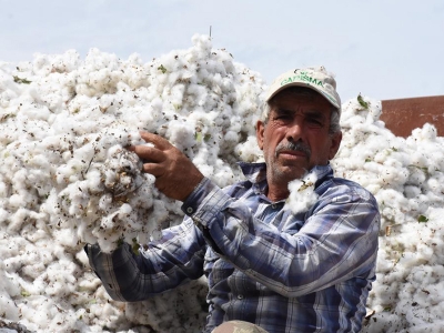 Pamuk rekoltesi üreticileri bile şaşırttı…