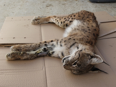 Yaralı vaşaktan kötü haber geldi…