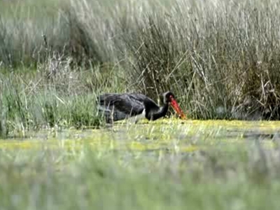 Salda’nın kara leylekleri