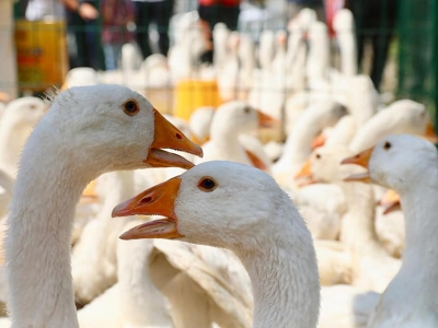 Kırsal kalkınma desteklerinde düzenleme
