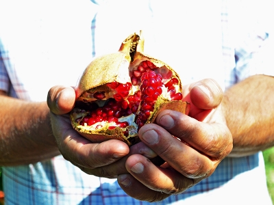 Denizli narı Avrupa yolcusu