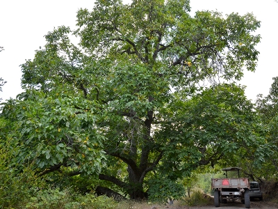 Oğuzlar cevizine yoğun talep