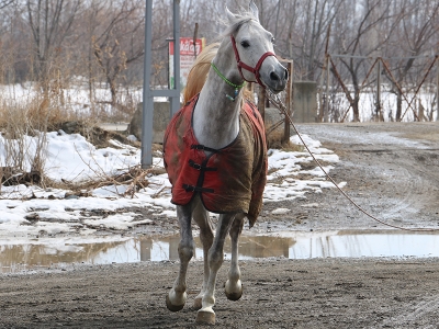 Erzincan’da tek tırnaklı hayvanlara mikroçipli takip
