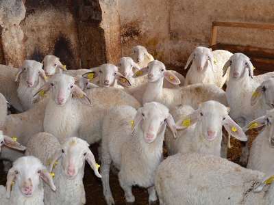 Bu koyunlar verimiyle dikkat çekiyor