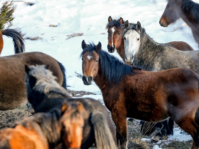 Yılkı atlarından eşsiz görüntüler