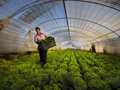 Üreticilere 1,9 milyar liralık destek