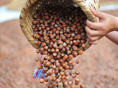 TMO fındık satışına devam ediyor