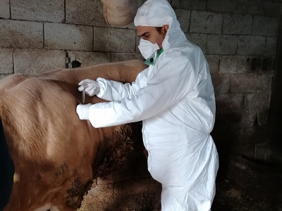 Veteriner hekimler sağlıklı üretim için görevde