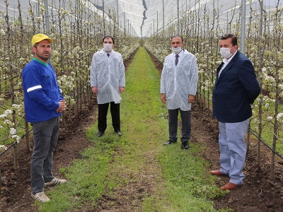 Taze marullar Bursa’dan