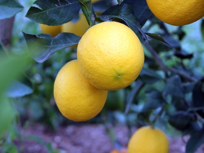 Limon ihracatı izne bağlı