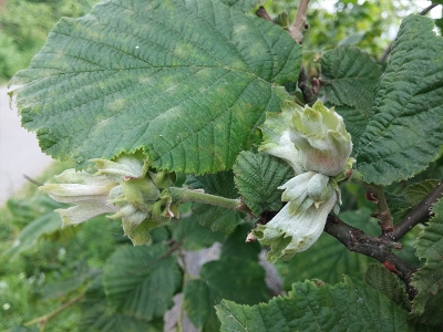 Fındık üreticilerine ‘külleme’ uyarısı