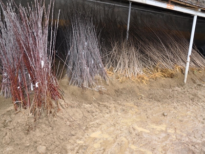 Yerel gen kaynakları fidanlarda yaşatılıyor