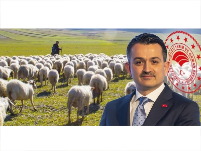 Çoban destek ödemeleri bugün yapılıyor