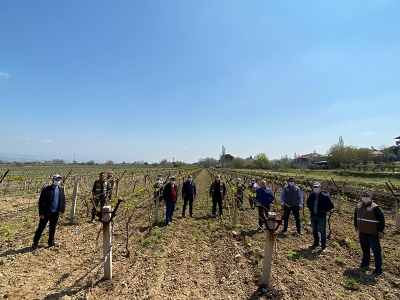 Bağlarda salkım güvesine tuzaklı önlem
