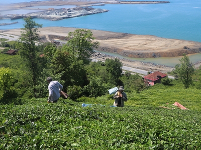Yaş çay üreticileri 30 Nisan’a kadar Rize’ye gelebilecek