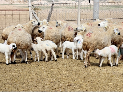 Üreticilere 187 milyon lira destek müjdesi