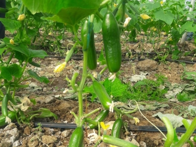 Kahramanmaraş’ın seralarında hasat zamanı