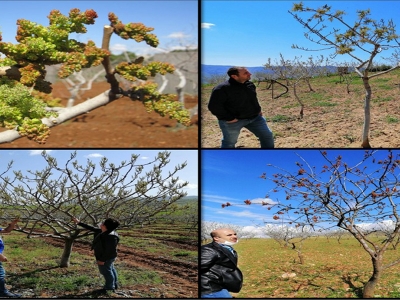 Siirt fıstığına bilimsel çalışma