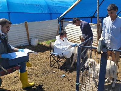 Hayvancılık halk elinde gelişiyor