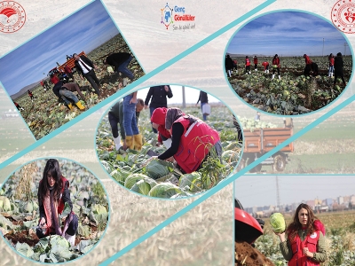 Mardin’de genç gönüllülerle tarladan sofraya