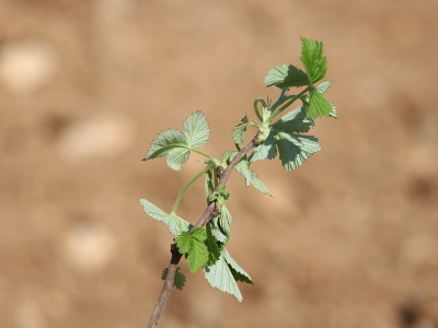 Mera ıslahıyla hayvancılık canlanıyor