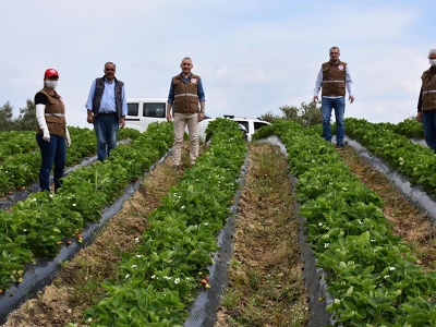 Manisa’da kasalar çilekle doldu