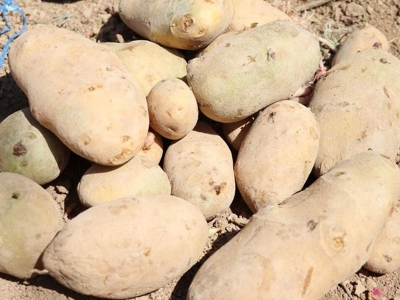İki yerli patates çeşidi daha